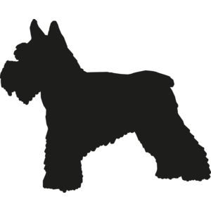 Schnauzer