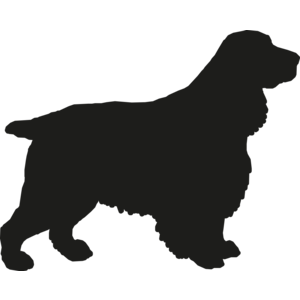 Engelse Cocker Spaniel