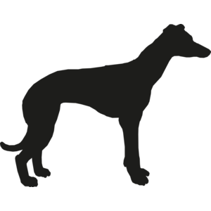 Windhond