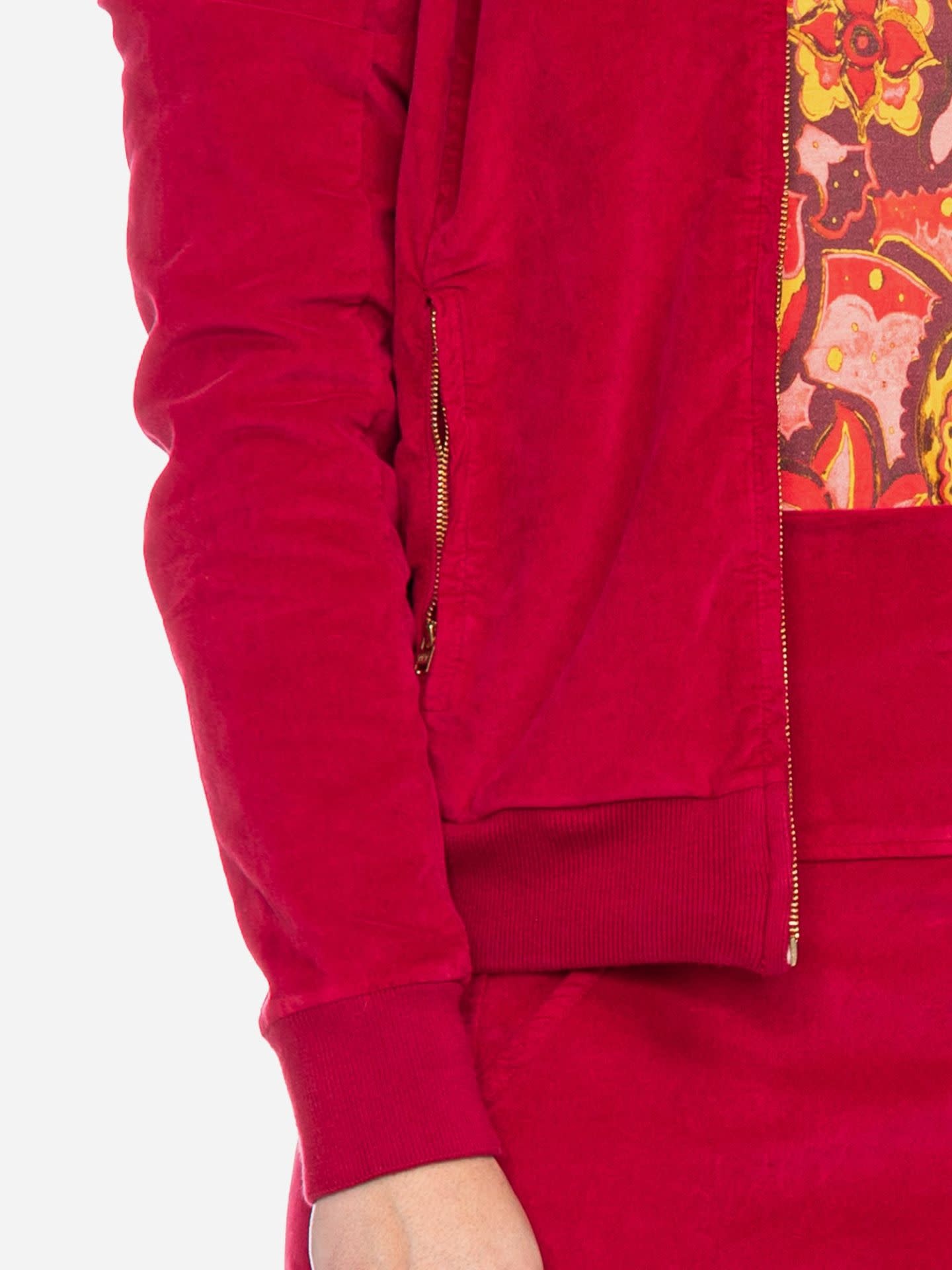 Jack Bebe, dahlia 49764-2