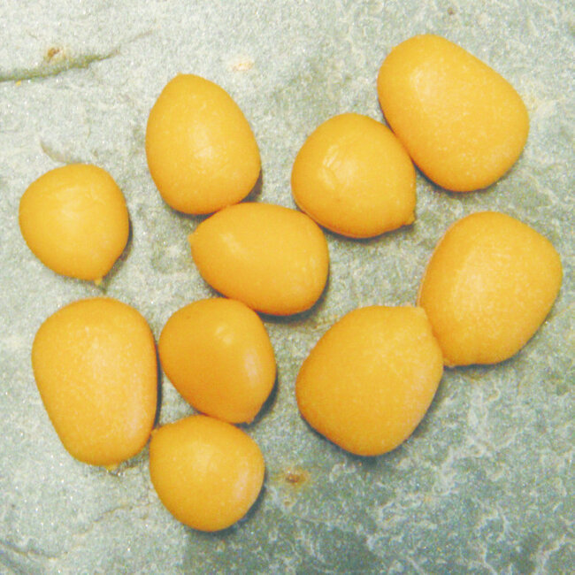 enterprice popup imitation mais