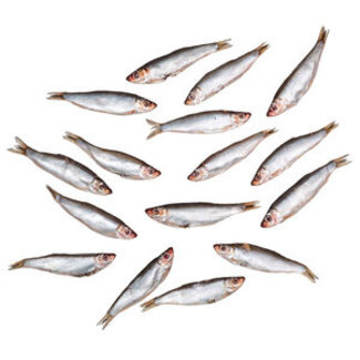 pre-baits doodaas sprot - bliek