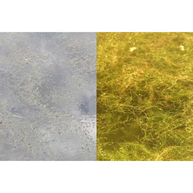 fortis eye wear wrap