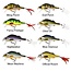 westin percy the perch crankbait **laatste kans**