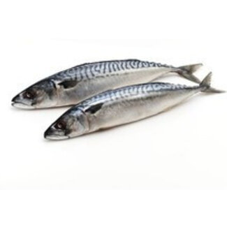 pre-baits doodaas makreel