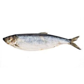 pre-baits doodaas haring