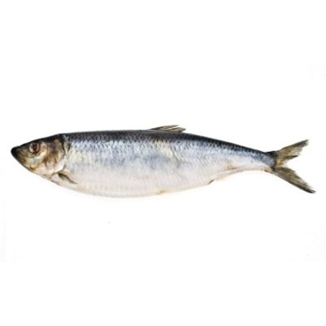 pre-baits doodaas haring