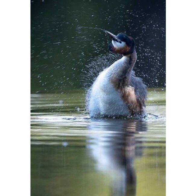 alijn danau de wraak van de weerhaak  -  alijn danau