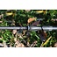 free spirit s-lite carp rod 12ft 3lb 50mm **laatste kans**