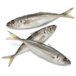 pre-baits doodaas horsmakreel