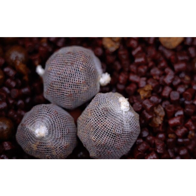 CC Moore odyssey xxx session pack