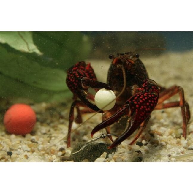 CC Moore pacific tuna hard hookbait making pack