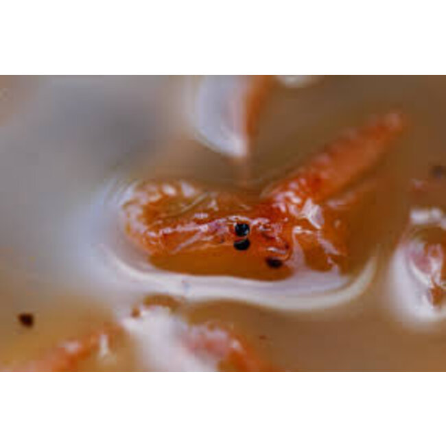 CC Moore whole krill compound