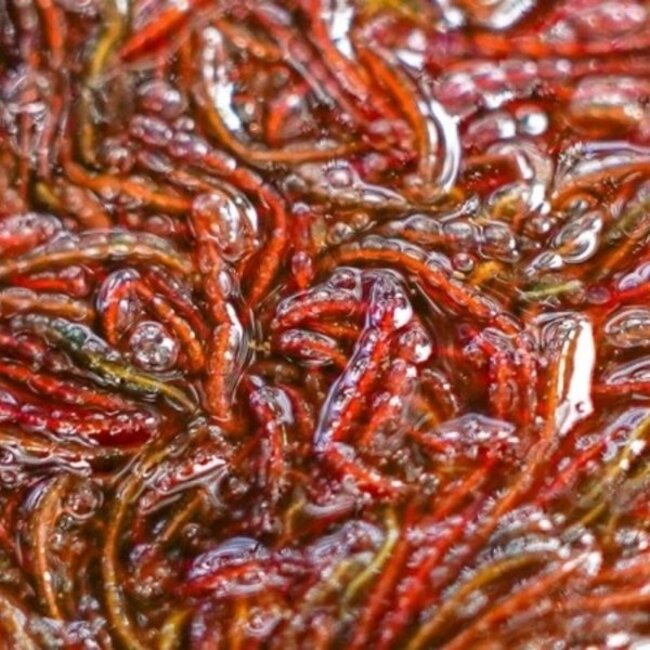 CC Moore bloodworm hookbait wafters