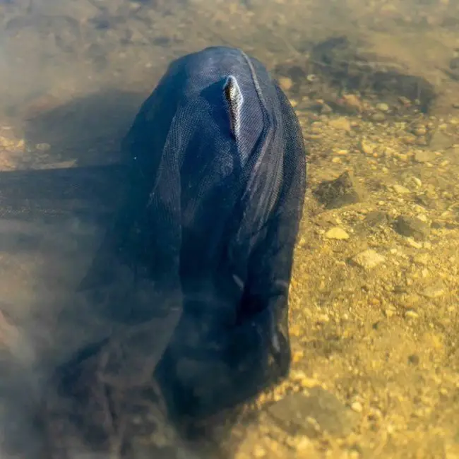 nash air force f40 landingsnet 46"