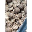 nash monster shrimp boilies  **pre-order**