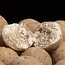 nash citruz boilies 1kg (versie 2024) **pre-order**