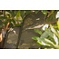 solar tackle undercover camo single rod sleeve