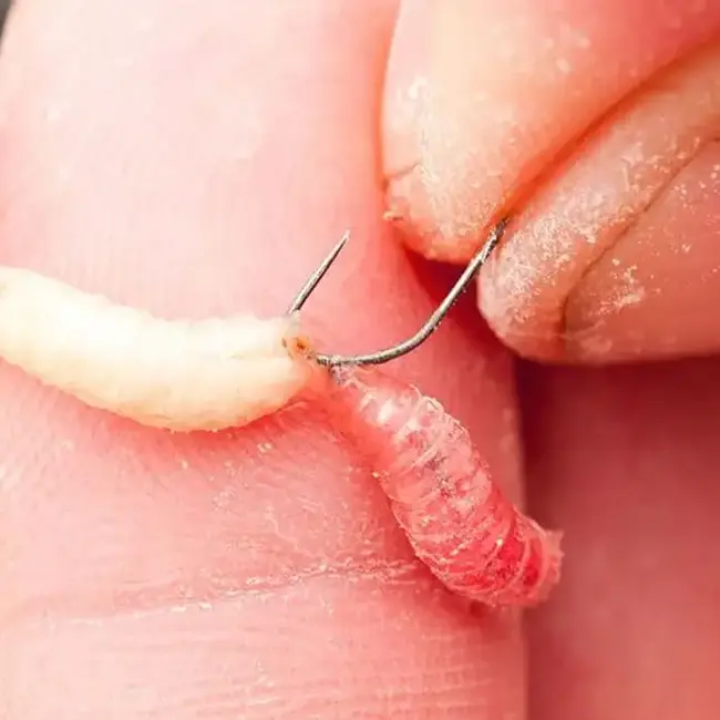 guru f1 maggot ready rigs - barbless