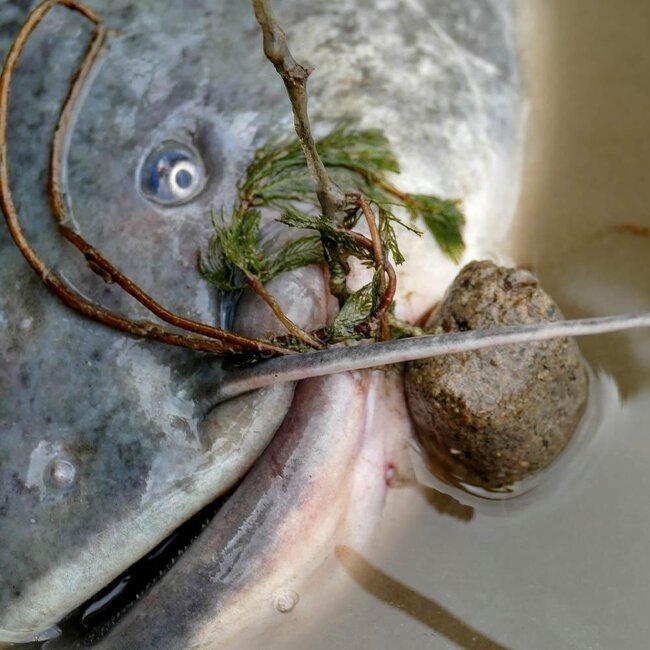 madcat hook bait pellets