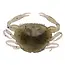 berkley gulp saltwater peeler crab