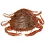 berkley gulp saltwater peeler crab