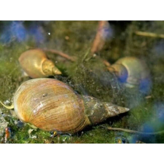 sub grubs snails hookbaits