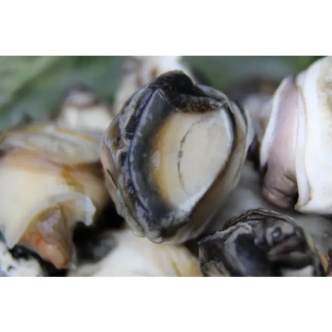 sub grubs snails hookbaits