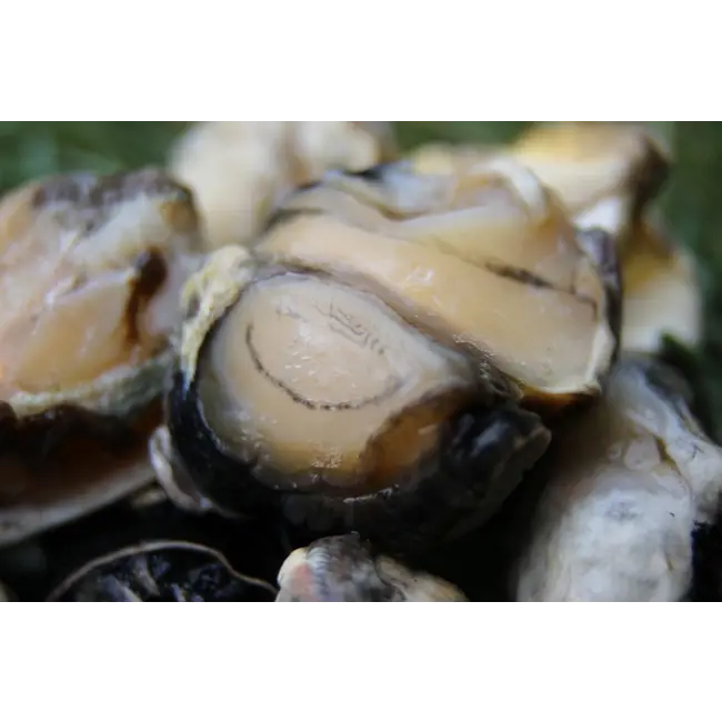 sub grubs snails hookbaits