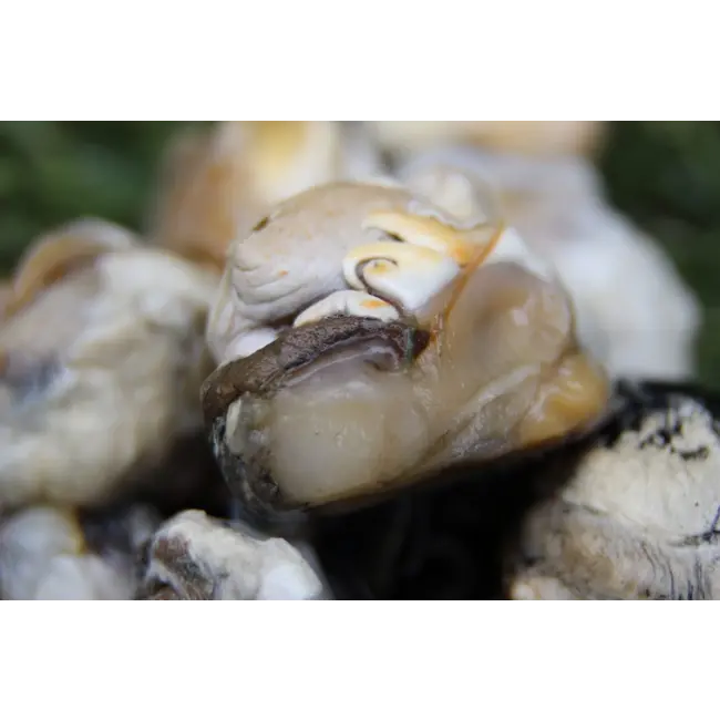 sub grubs snails hookbaits