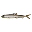 madcat pelagic cat lure