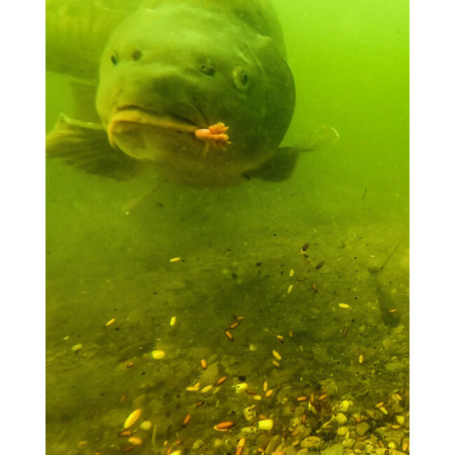 fox illusion soft fluorocarbon hooklink