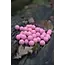 cuyten boilies boilies fruity icecream boilies 5kg