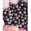 Mainline shelf live boilies iso fish 5kg