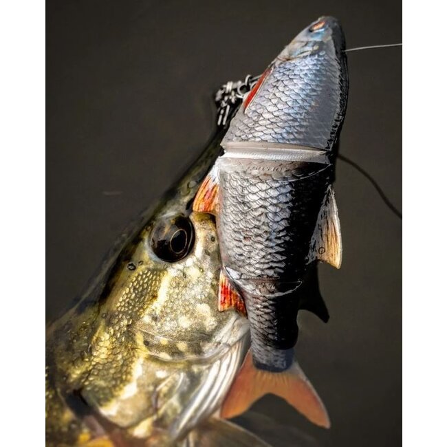 westin ricky the roach inline