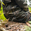 nash zt helluva 3 in 1 waterproof jacket camo