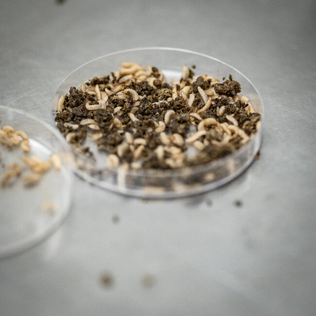 biemans baits hydrosect boilie 5kg