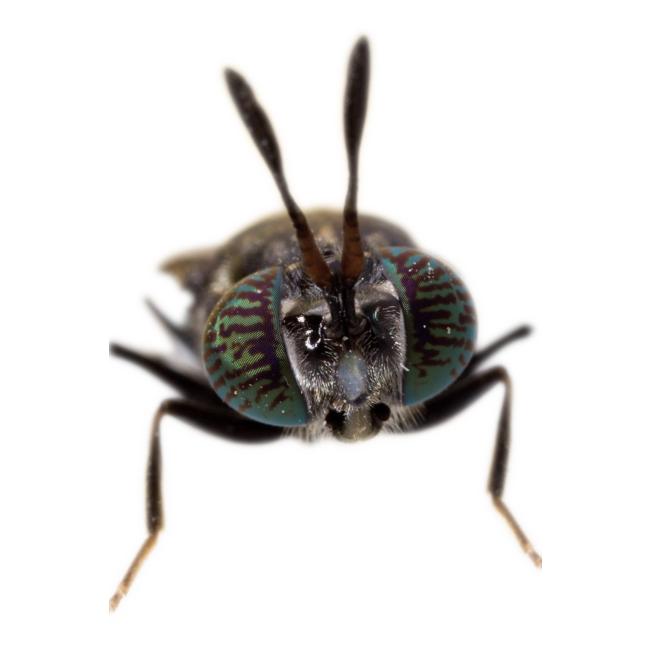 biemans baits spicy insect boilie 5kg