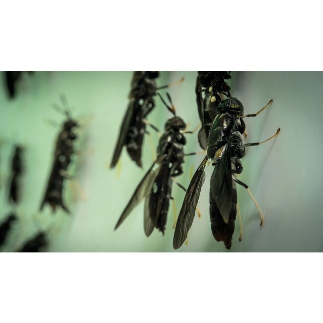 biemans baits spicy insect boilie 5kg