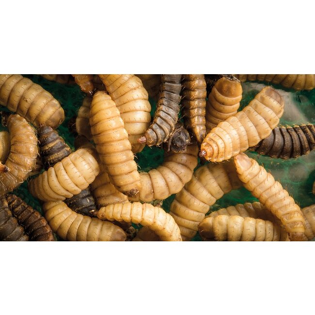 Biemans Baits black soldiers boilie 5kg