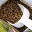 mainline power+ particles hemp mix
