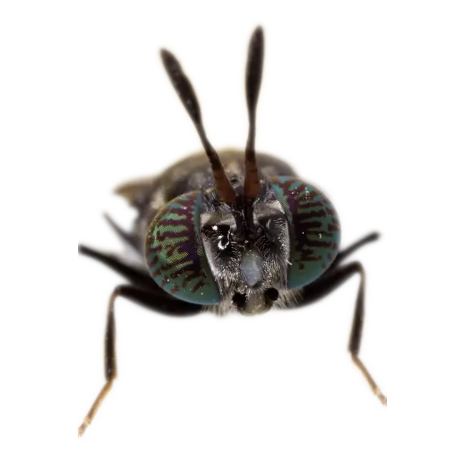 biemans baits hydrosect boilie 1kg