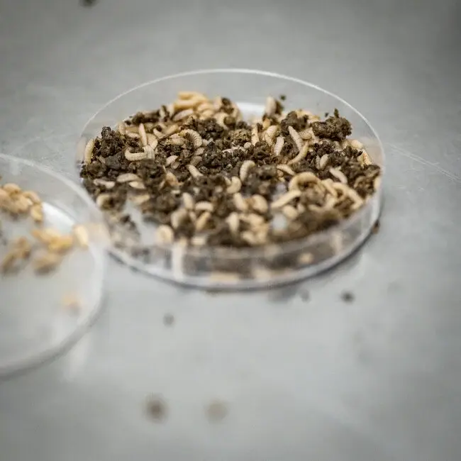 biemans baits fruitfly boilie 1kg