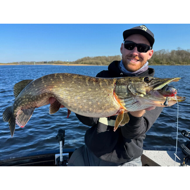 blackbay blackbug beetle