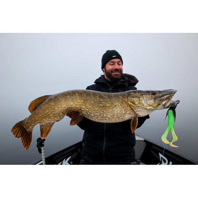 blackbay blackbug beetle