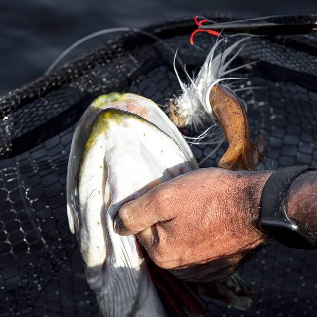 blackbay blacktail double s