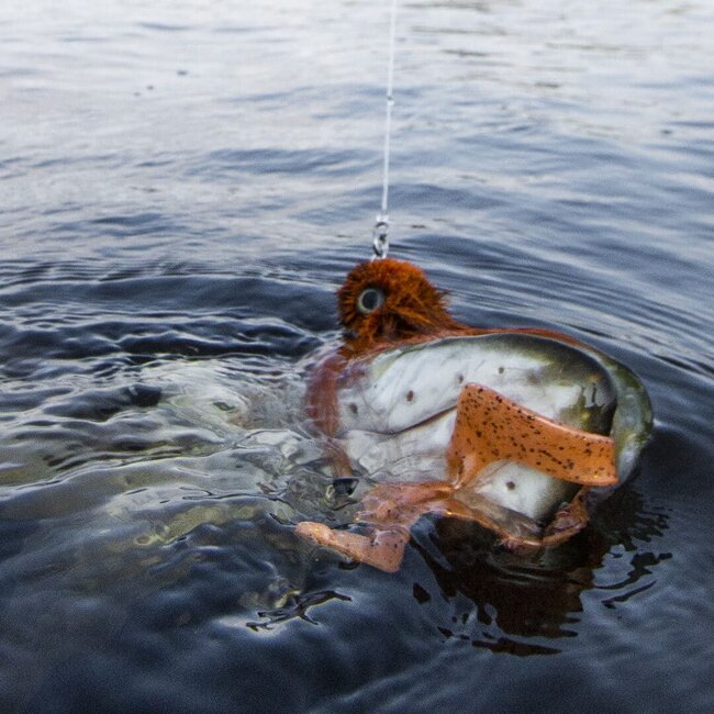 blackbay blacktail double s