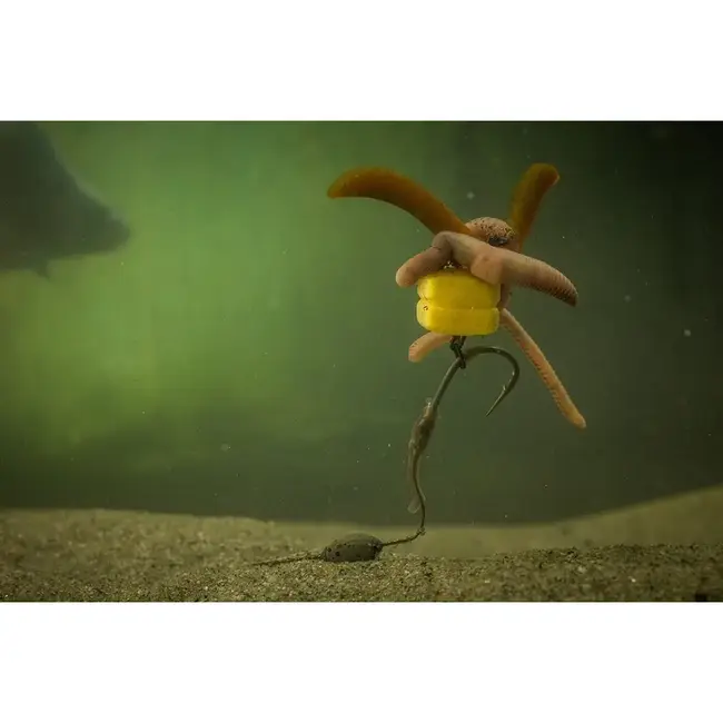 pole position corn maggot clips