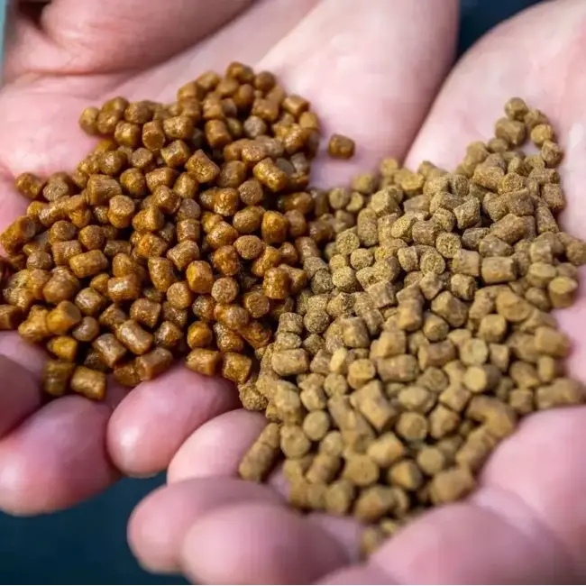 Sonubaits absolute fish oil