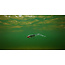 Fox Rage slick eel